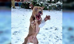 Немного смеха не повредит: животные, чьи эмоции вызывают умиление. Посмотрите, как они радуются первому снегу!