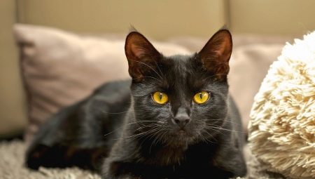 Популярные породы черных кошек и котов